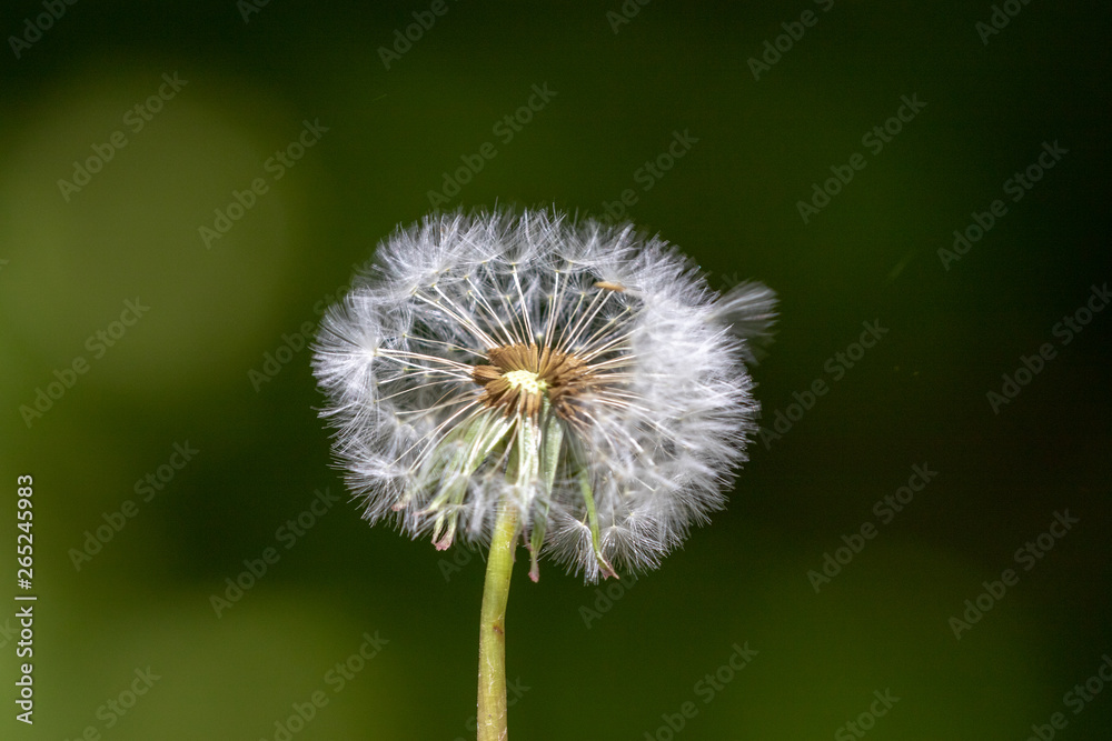 Fototapeta premium Close up of dandelion blow ball