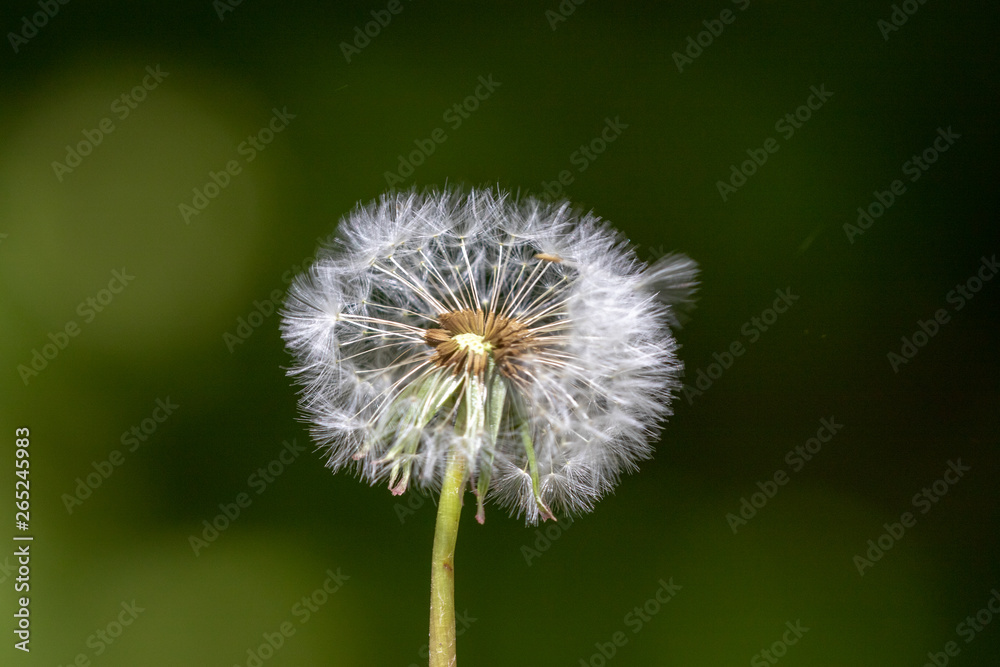 Close up of dandelion blow ball