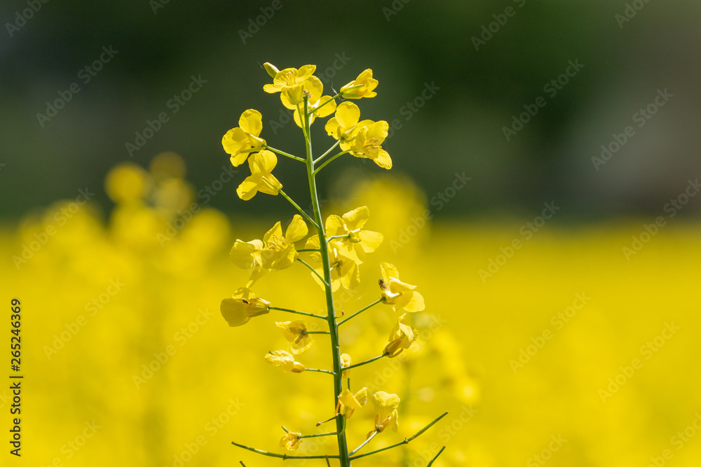 Obraz premium Single yellow blooming rape plant 