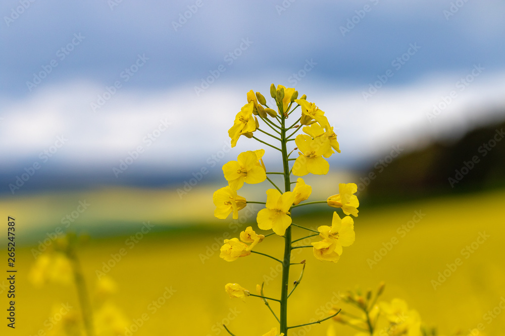 Obraz premium Single blooming rape plant in may