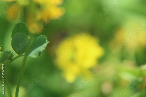 Fresh Yellow Fenugreek (Trigonella foenum-graecum) flowers