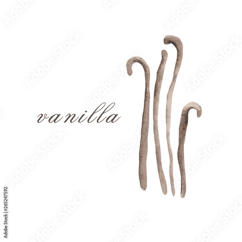  Watercolor illustration of vanilla on a white background.