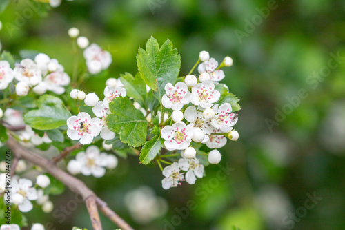 White opened blossoms of a hawthorn in spring 