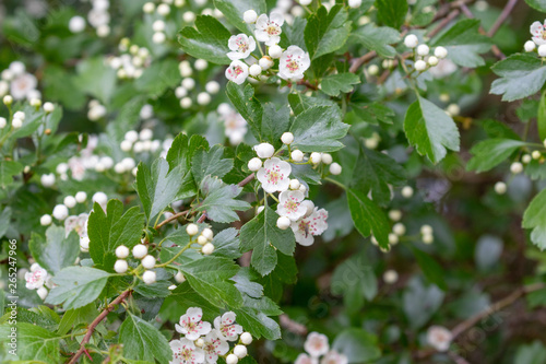 Close up of blooming hawthorn - crateagus monogyna © Markus