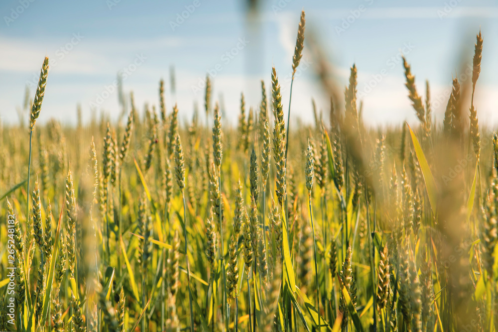 Wheat field and countryside scenery Wheat field and countryside scenery