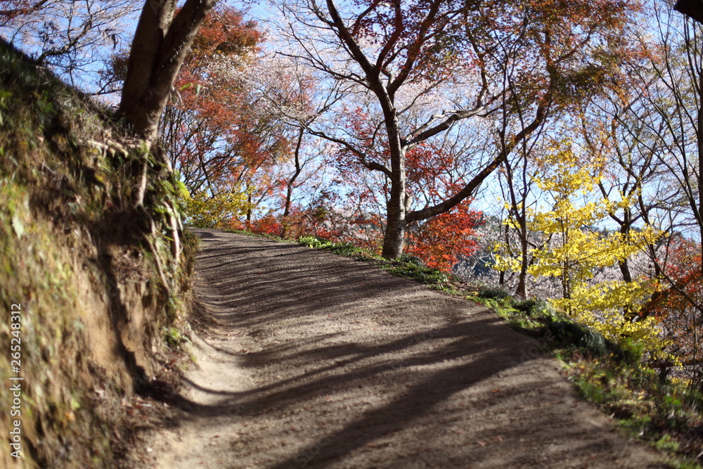 四季桜と紅葉の道