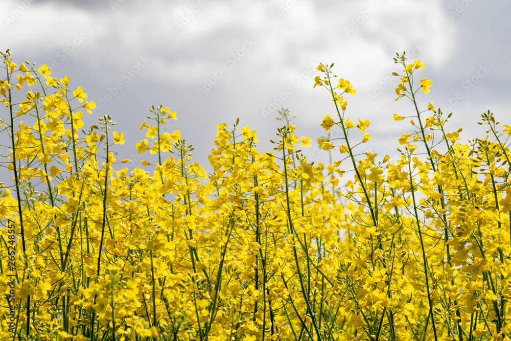 Group of blooming yellow rape plants on an agricultural field Group of blooming yellow rape plants on an agricultural field