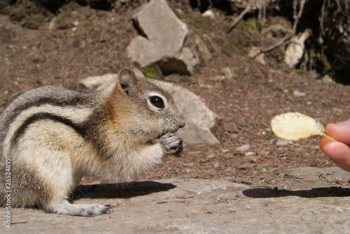 Cute squirrel eating chips