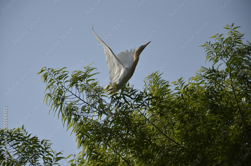 white heron white heron