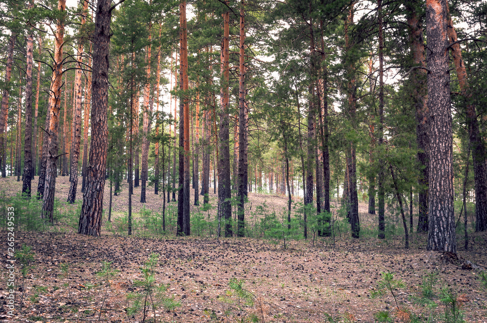 Spring Morning in the Pinewood Looking Uphill With Lots of Vertical Tree Trunks and Sunny Highlights. Organic Background. Spring Morning in the Pinewood Looking Uphill With Lots of Vertical Tree Trunks and Sunny Highlights. Organic Background.