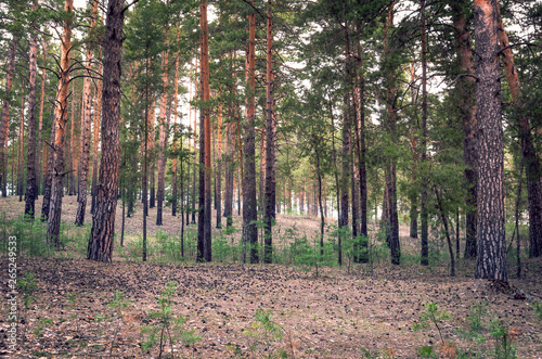 Spring Morning in the Pinewood Looking Uphill With Lots of Vertical Tree Trunks and Sunny Highlights. Organic Background.