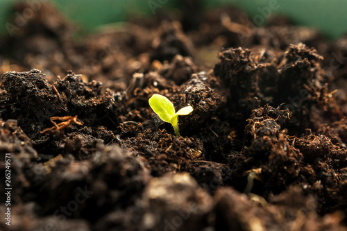 Little Green Sprout Growing From the Ground in Spring. New Life, Organic Agriculture, Business Growth Concept.