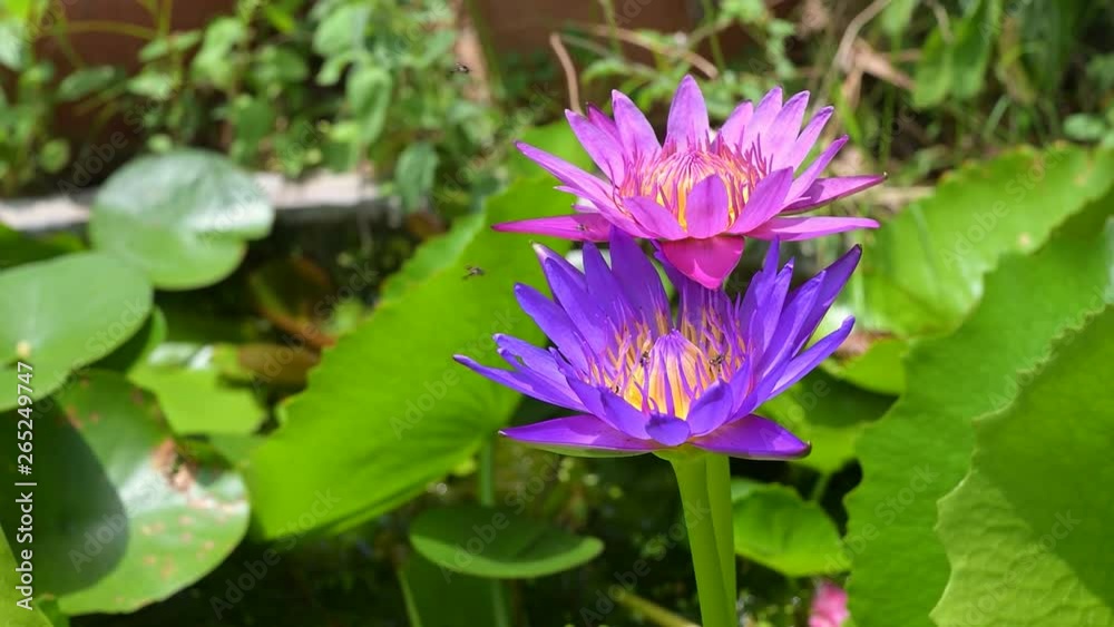Lotus flower in the garden spring season Lotus flower in the garden spring season
