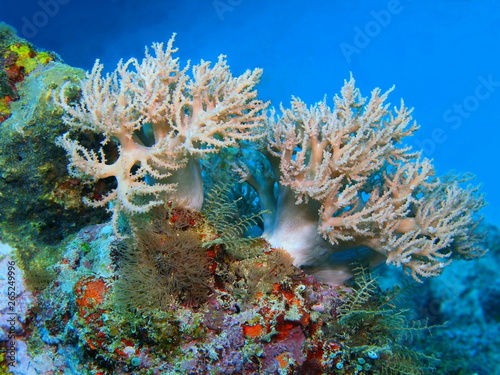Niesamowity i tajemniczy podwodny świat Indonezji, North Sulawesi, Wyspa Bunaken, koral miękki
