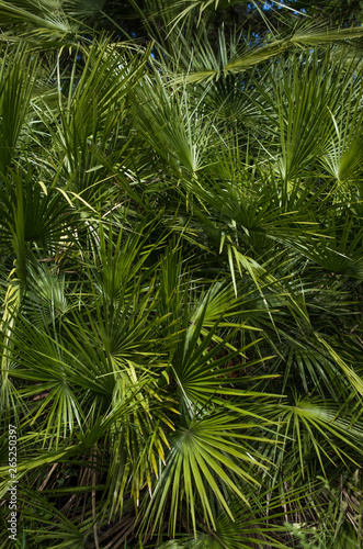Fresh green palmtree leaves background