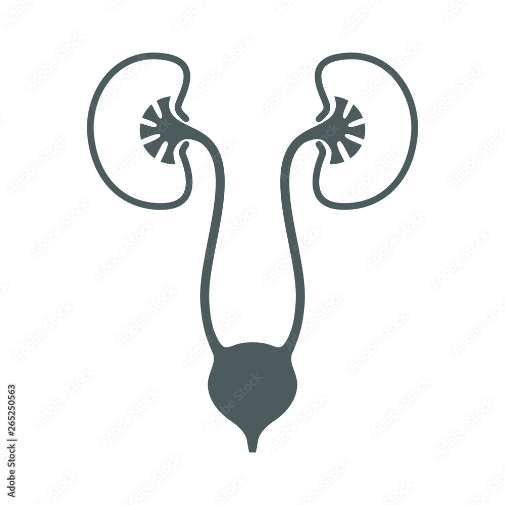 Urinary system graphic icon. Human organs: kidneys, ureters and bladder sign. Urological symbol isolated on white background. Vector illustration Urinary system graphic icon. Human organs: kidneys, ureters and bladder sign. Urological symbol isolated on white background. Vector illustration