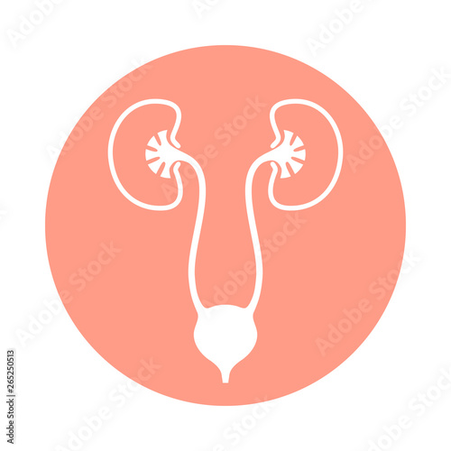 Urinary system graphic icon. Human organs: kidneys, ureters and bladder sign. Urological symbol in the circle isolated on white background. Vector illustration