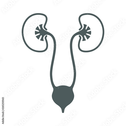 Urinary system graphic icon. Human organs: kidneys, ureters and bladder sign. Urological symbol isolated on white background. Vector illustration photo