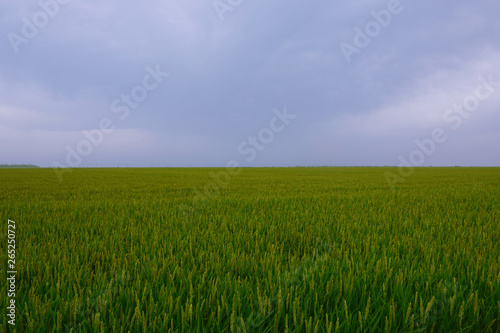 Stunning Rice fields