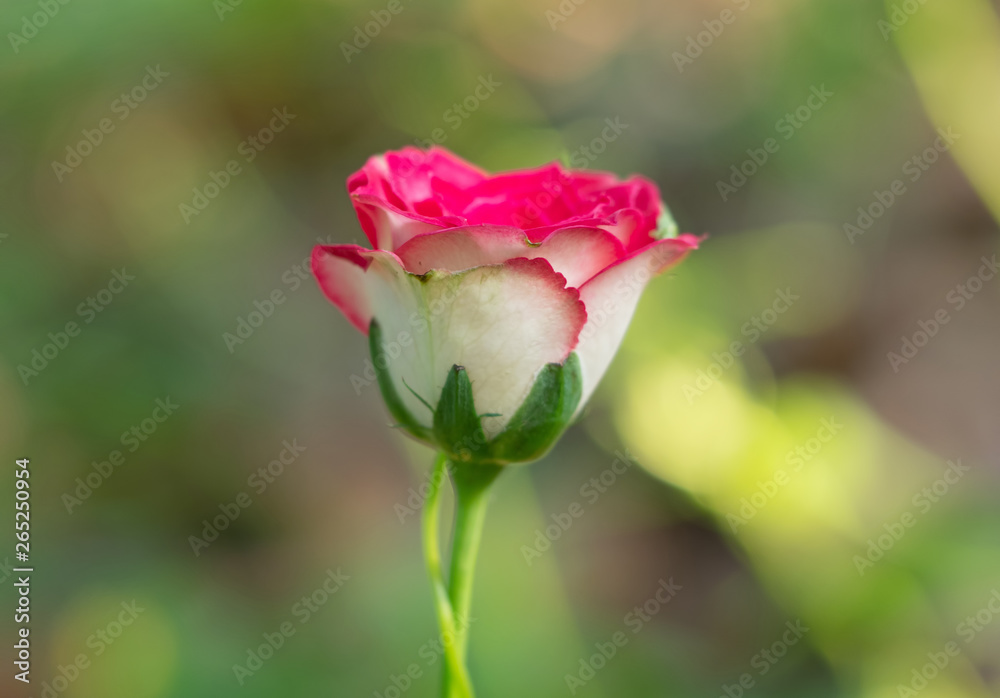 Close up Pink Rose Isolated on Blurred Background, Selective Focus Close up Pink Rose Isolated on Blurred Background, Selective Focus