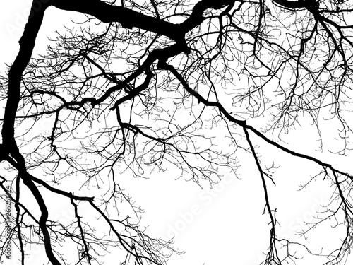 branches of a tree without leaves. isolate