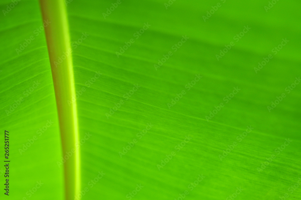 Banana leaf close up texture. selective focus Banana leaf close up texture. selective focus
