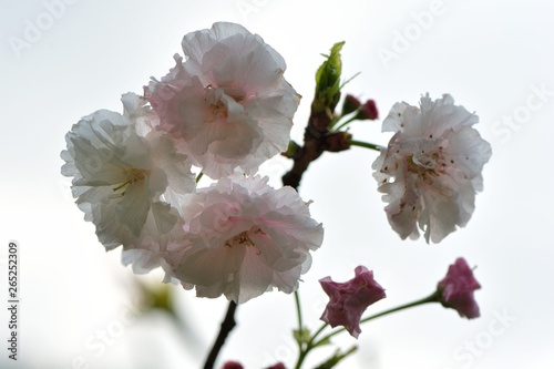 Gorgeous Matsuyuki cherry blossoms (Shogetsu) blooms on Hsinchu Mountain, Taiwan photo