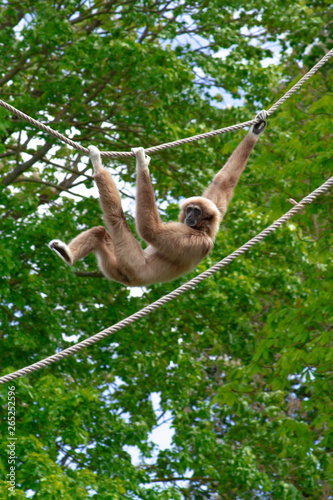 gibbon