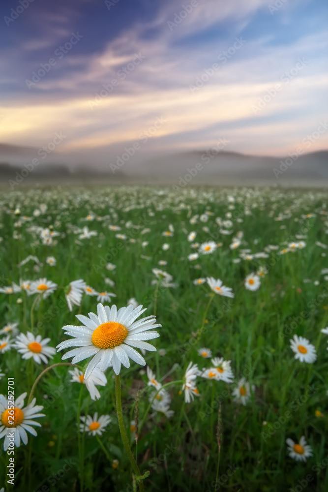 Daisies in the field near the mountains. Meadow with flowers and fog at sunset.