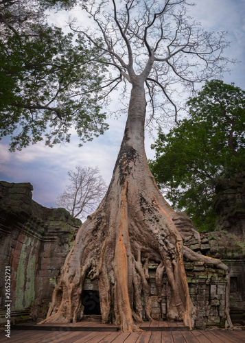 Mystical Overgrown Ta Prohm Temple, Angkor, Cambodia