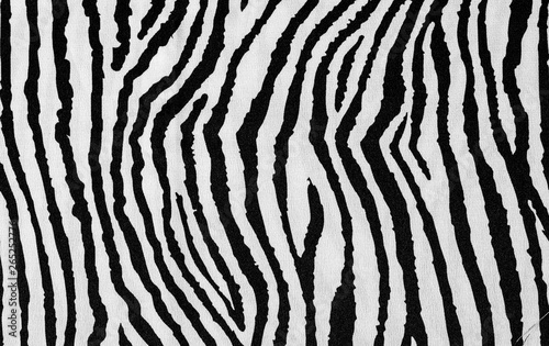 Fototapeta animal zebra skin