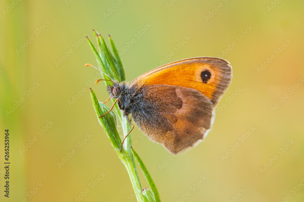 Obraz premium small heath butterfly (Coenonympha pamphilus) resting