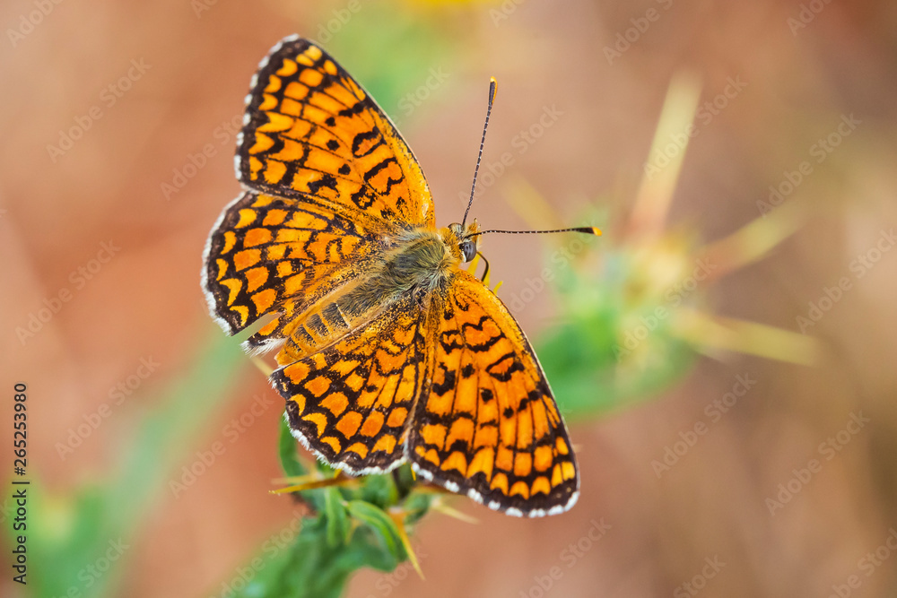 Obraz premium knapweed fritillary, Melitaea phoebe, butterfly resting and pollinating