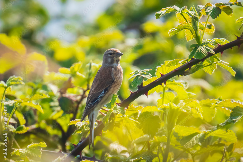 Linnet bird, Carduelis cannabina singing Linnet bird, Carduelis cannabina singing