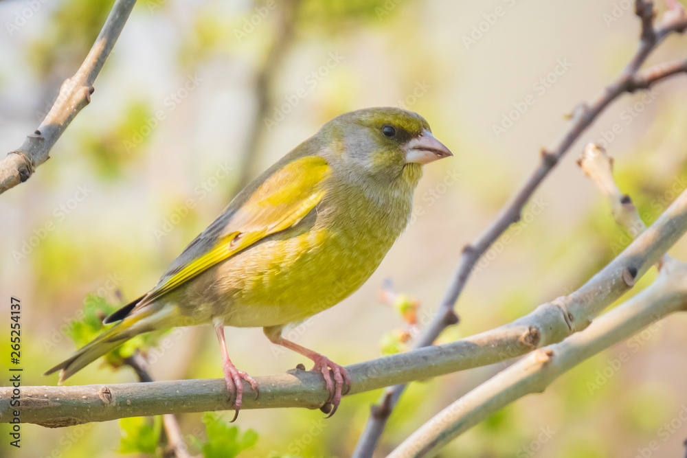 greenfinch male Chloris chloris bird singing greenfinch male Chloris chloris bird singing
