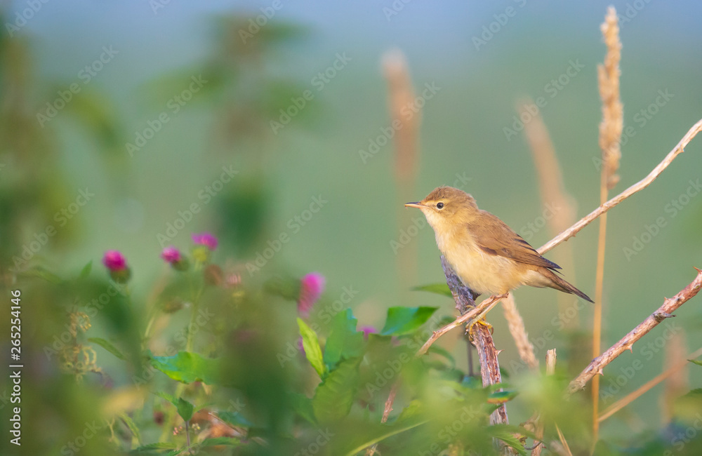 Obraz premium Eurasian reed warbler Acrocephalus scirpaceus bird singing in reeds during sunrise.
