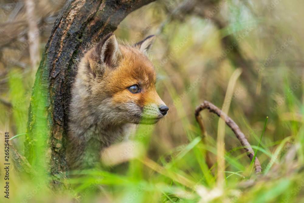 Wild baby red fox cub vulpes vulpes Wild baby red fox cub vulpes vulpes