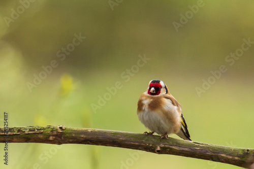 European goldfinch bird, Carduelis carduelis, perched in a tree