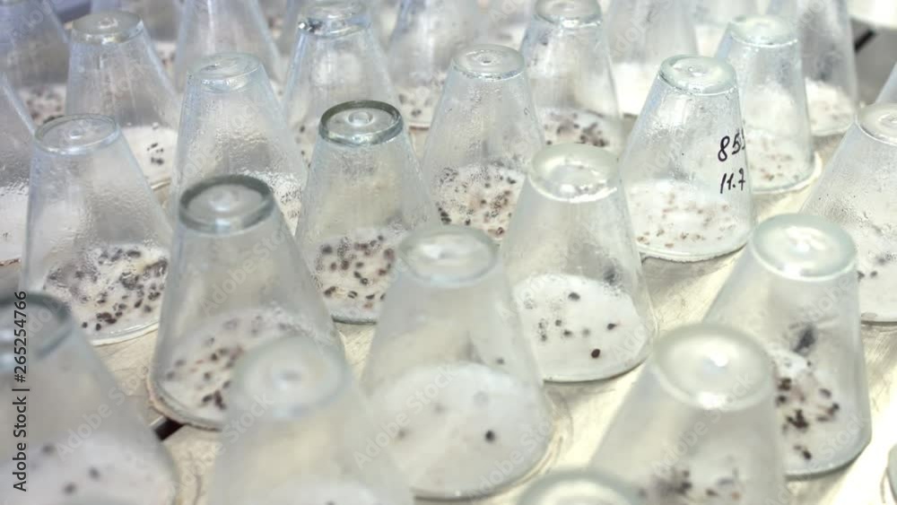 Plant seedlings growing in test laboratory glassware. Germinated plant sprouts Plant seedlings growing in test laboratory glassware. Germinated plant sprouts