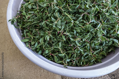 madimak grass close-up, madimak herb for cooking, photo