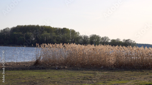 Beautiful view of the reeds on the lake