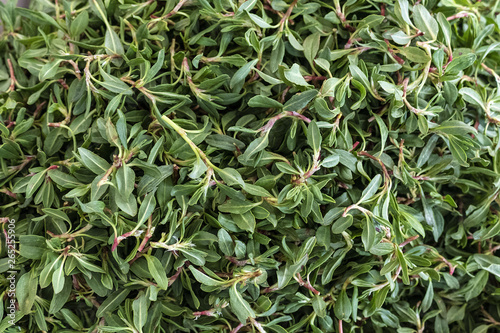 madimak grass close-up, madimak herb for cooking, © kodbanker