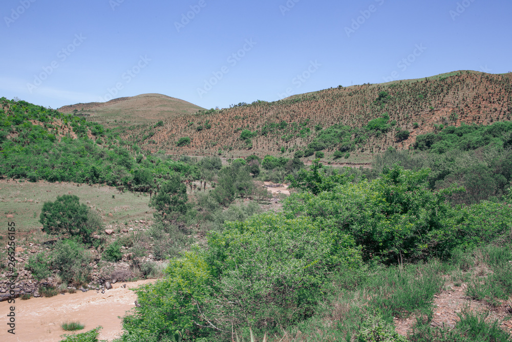 The hillsides along the Ngwangwane river in KZN are well known for the abundance of Aloes trees and can be viewed by train ride along the river. Creighton, South Africa.