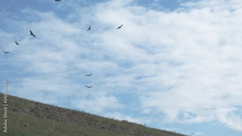 A large flying flock, or A large flying flock, or