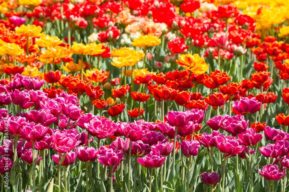 Multicolor spring tulips