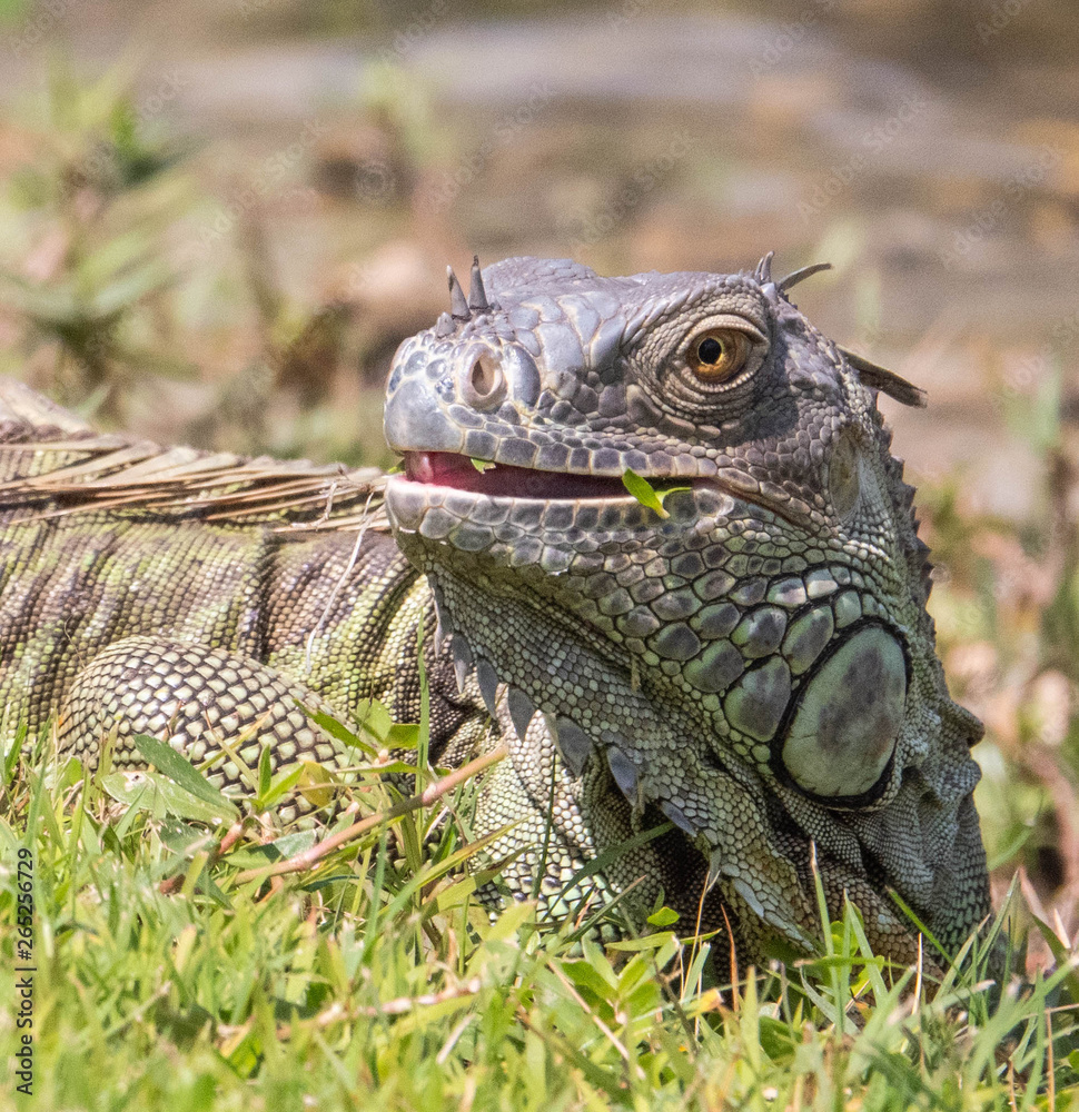Obraz premium iguana