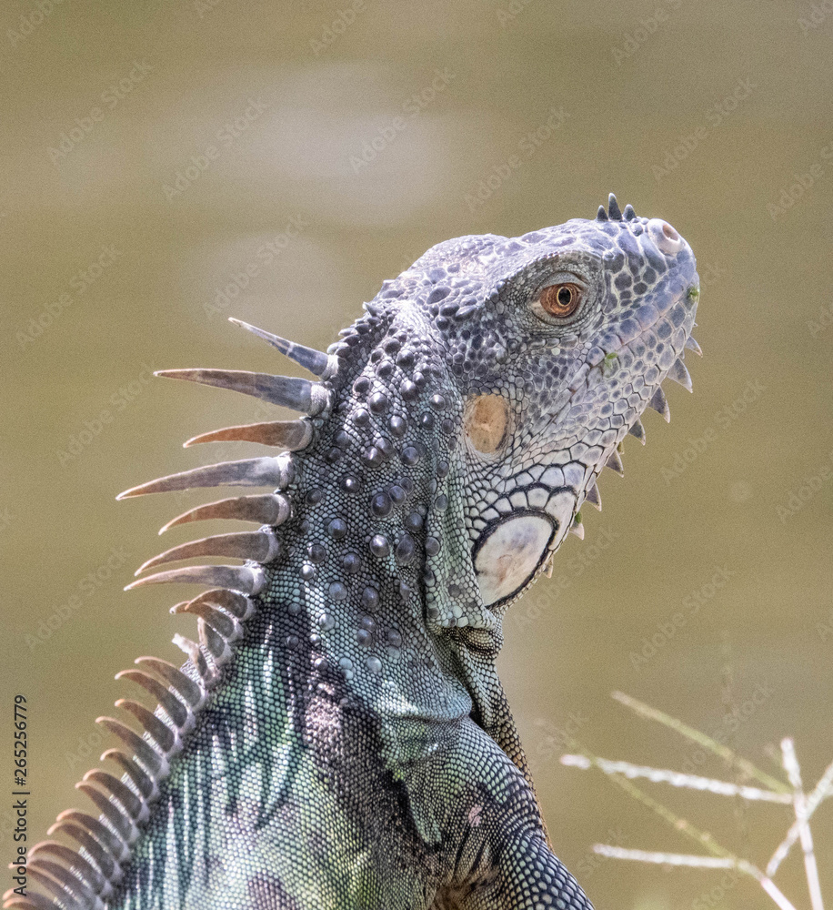 Fototapeta premium iguana