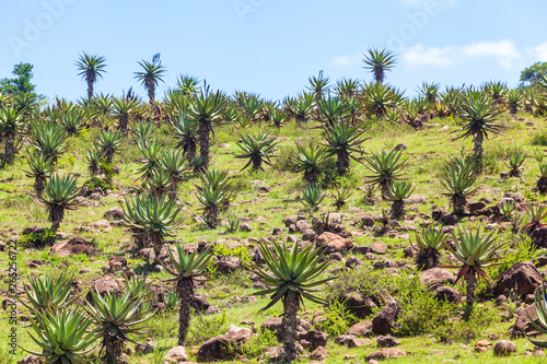 The hills of kwa zulu natal close to the town of Creighton are well known for the abundance of aloes  Creighton  South Africa.