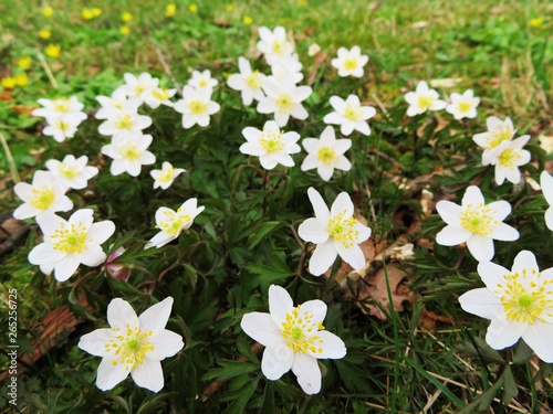 flowerbed with white windflowers