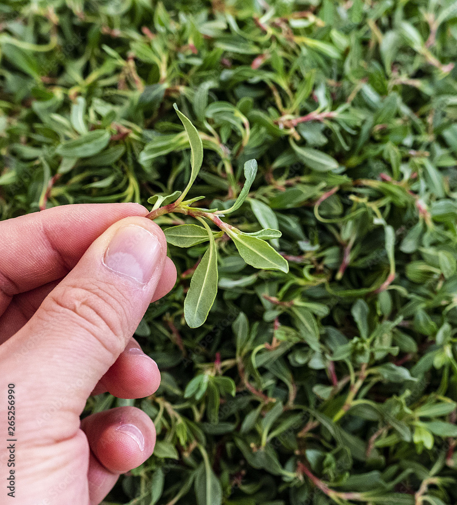 madimak grass close-up, madimak herb for cooking, madimak grass close-up, madimak herb for cooking,